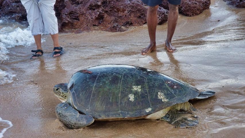Geschafft - diese Schildkröte kriecht nach erfolgreicher Eiablage an ihrem Geburtsstrand zurück ins Meer.