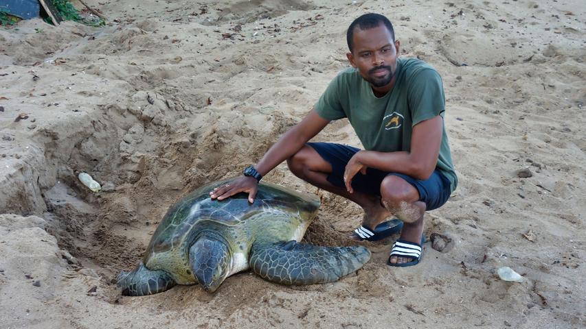 Samuel Leo Pontes, Leiter des Schildkrötencamps, mit einer Grünen Meeresschildkröte.