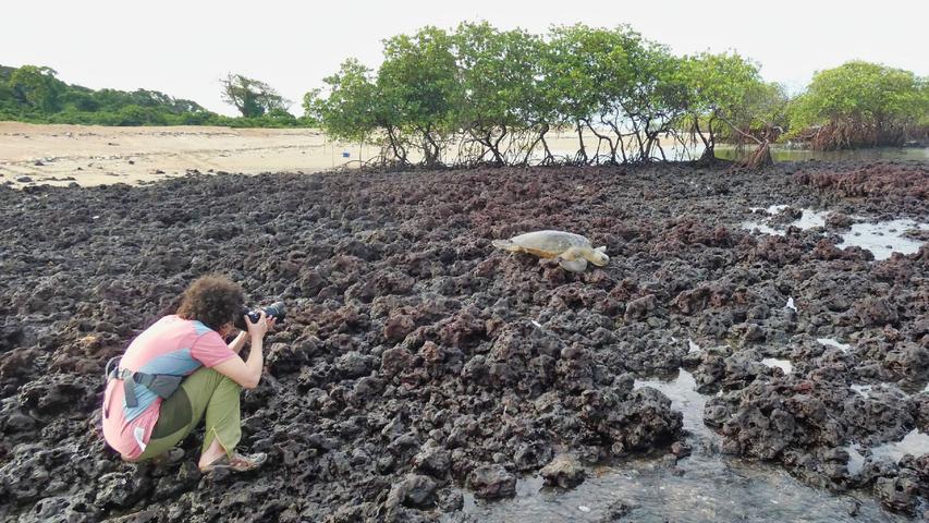 Eigensinnig nehmen die Schildkröten den direktesten Weg zurück ins Meer, auch über derart felsigen Untergrund. Der sandige Umweg über den Sand in den Bereich hinter die Mangroven wäre sicher schneller und einfacher gewesen.