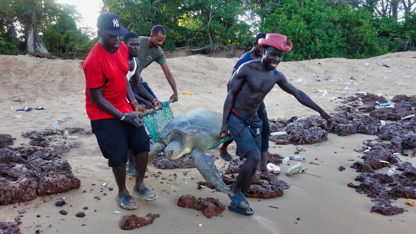 Einige Schildkröten sind von der Eiablage deutlich erschöpft. Die menschlichen Helfer unterstützen diese bei der Rückkehr ins Meer.