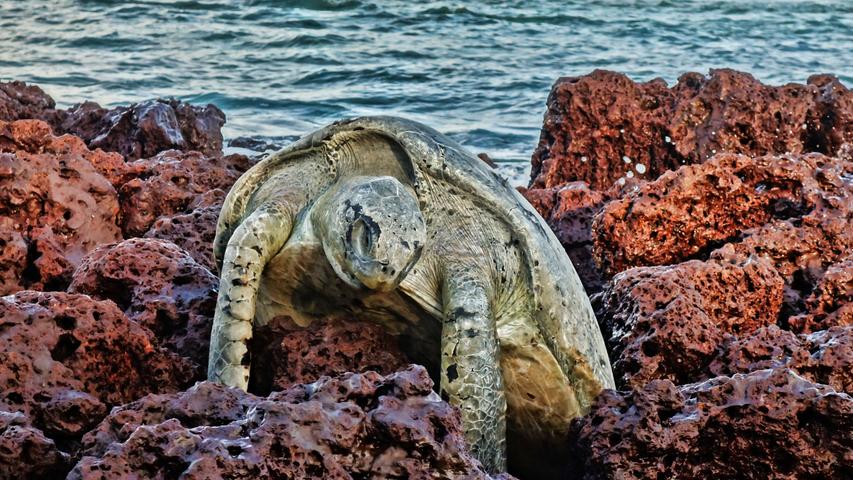 Diese Schildkröte schaffte den Weg zurück ins Meer nicht und starb auf dem felsigen Untergrund. Verpassen Schildkröten nach der anstrengenden Eiablage den Weg nachts zurück ins Meer heizt sich der massive Körper unter dem Panzer in der Sonne rasch auf.