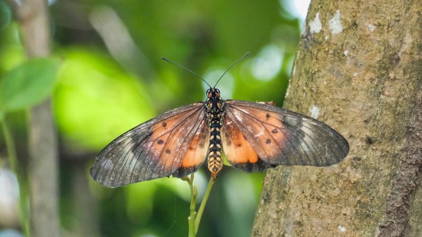 Die Inselwelt des Bissagos-Archipels bietet auch vielen bunten Schmetterlingen einen Lebensraum.