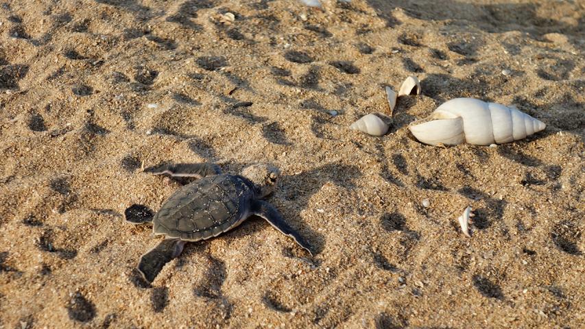 Eine kleine Meeresschildkröte robbt hier durch den groben Sand auf Poilão, der Schildkröteninsel des Bissagos-Archipels.