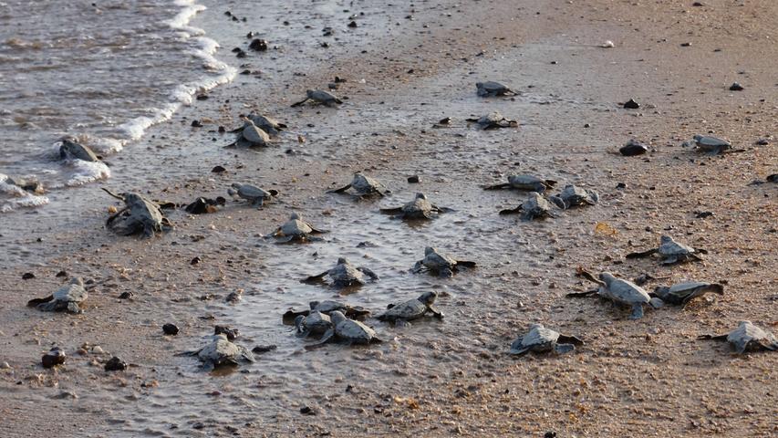Geschafft - diese kleinen Meeresschildkröten streben dem kühlen Nass entgegen. Frühestens in 20 Jahren kommen sie zurück, um selber Eier abzulegen.