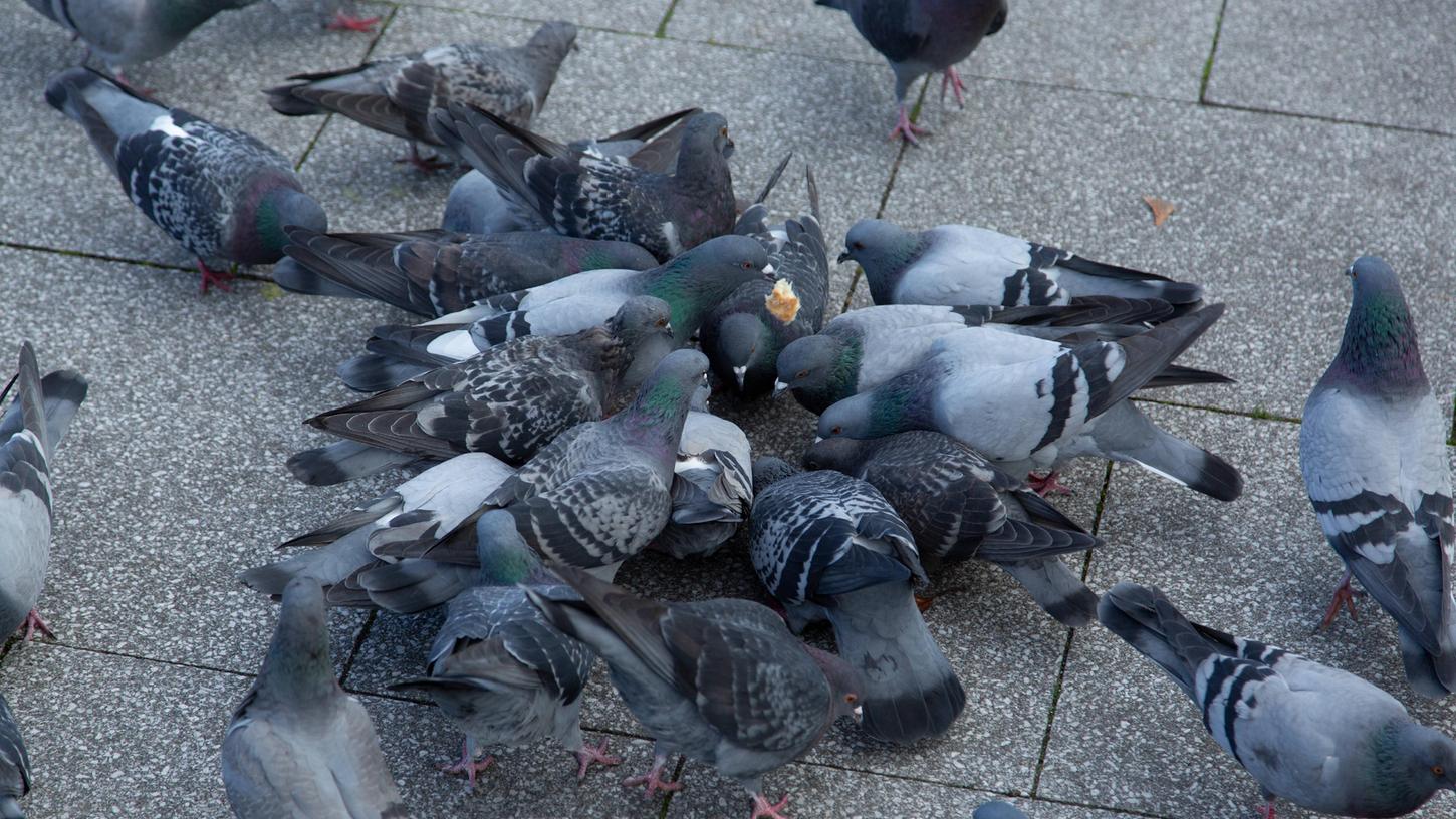 Viele Tauben auf einem Platz: Gegen die hohe Taubenpopulation will die Stadt Limburg nun die Tiere radikal töten.