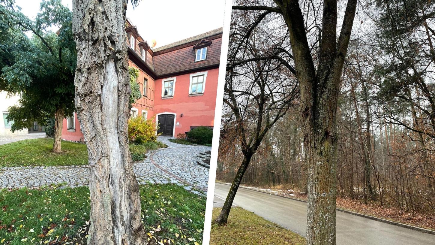 Sowohl am Rother Schleifweg als auch im Garten des Seckendorffschlösschens  werden in Kürze Baumbestände ersetzt.