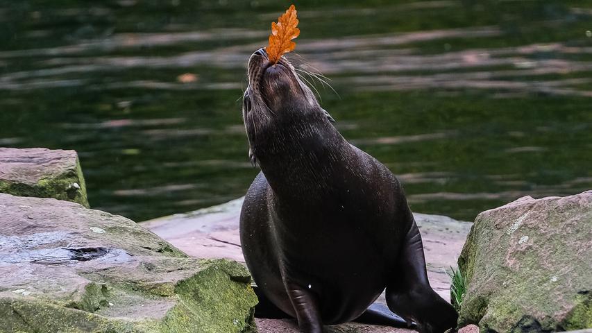 Ein Jungtier der Kalifornischen Seelöwen im Nürnberger Tiergarten spielt mit einem Eichenblatt.Mehr Leserfotos finden Sie hier