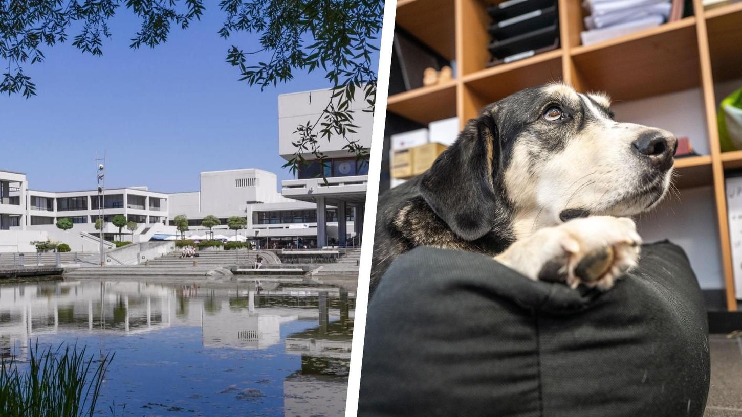 Studenten der Universität Regensburg können einmal in der Woche mit Hunden spielen. (Symbolbild) Studenten der Universität Regensburg können einmal in der Woche mit Hunden spielen. (Symbolbild)