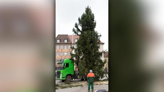 Die Vorbereitungen für den Weihnachtsmarkt laufen: Würzburgs XXL-Christbaum steht