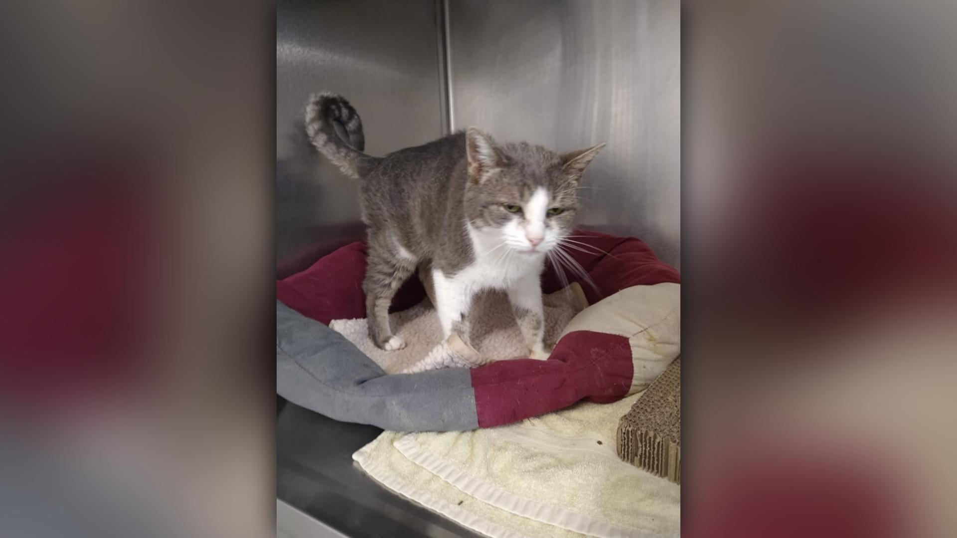 Katze Jojo ist gerade mal sieben Jahre alt und hat dennoch nicht mehr lange zu leben. Katze Jojo ist gerade mal sieben Jahre alt und hat dennoch nicht mehr lange zu leben.