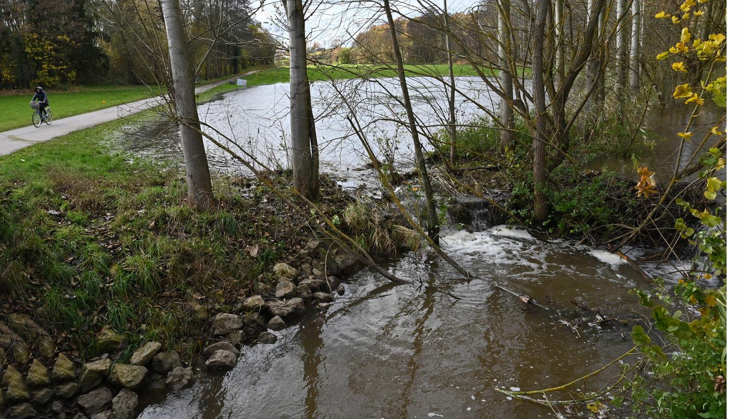 Ein Biber hat einen Nebenarm der Mittleren Aurach in Frauenaurach mit einem Damm (rechts) abgeriegelt. Das ständig steigende Wasser bedroht nun den Bierweg, der zudem wegen des Neubaus der dortigen Brücke gesperrt werden muss. Ein Biber hat einen Nebenarm der Mittleren Aurach in Frauenaurach mit einem Damm (rechts) abgeriegelt. Das ständig steigende Wasser bedroht nun den Bierweg, der zudem wegen des Neubaus der dortigen Brücke gesperrt werden muss.