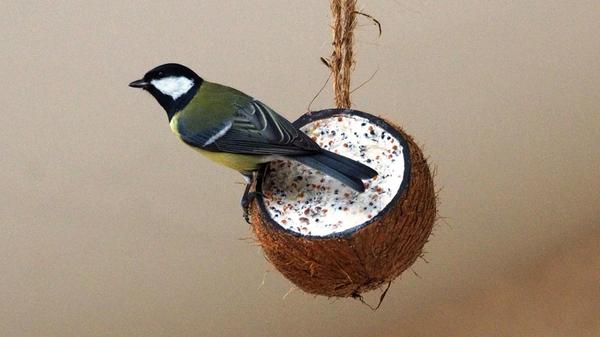 Kohlmeise Vogelfuetterung - Ludwig Holl - LBV.jpg