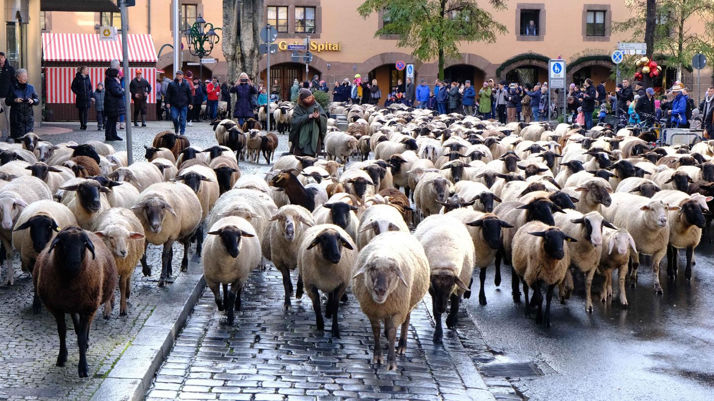 Am Sonntag sorgte eine Horde von Schafen für Aufsehen in der Innenstadt von Nürnberg. 