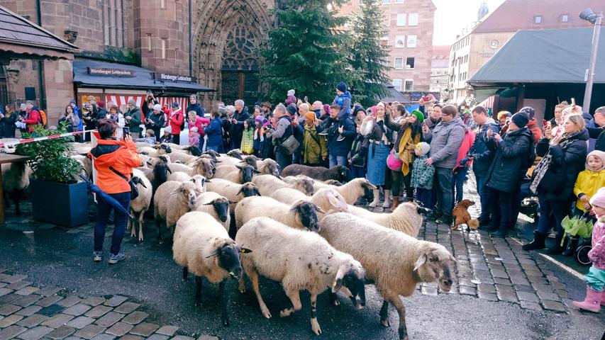 Die Schafe ziehen jedes Jahr im Herbst über den Hauptmarkt, um von ihren Sommerweiden im Nürnberger Osten und Süden zu den Winterweiden westlich des Stadtgebiets, unter anderem im Landkreis Fürth, zu wechseln. 