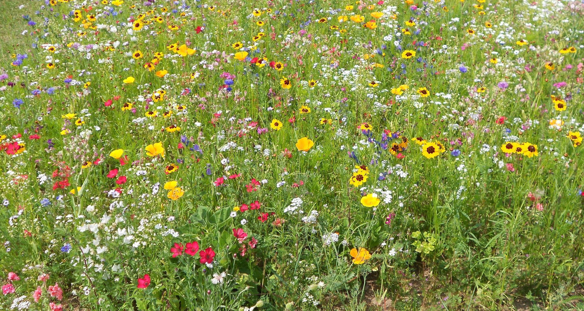 Wunderschön, aber auch ganz schön aufwendig: Fürths Last mit den Blühflächen