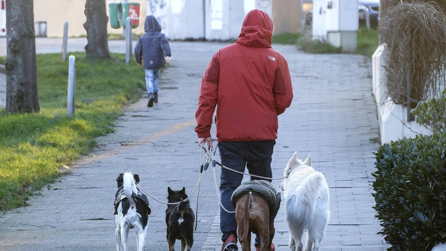 Eine Person geht mit mehreren Hunden Gassi.