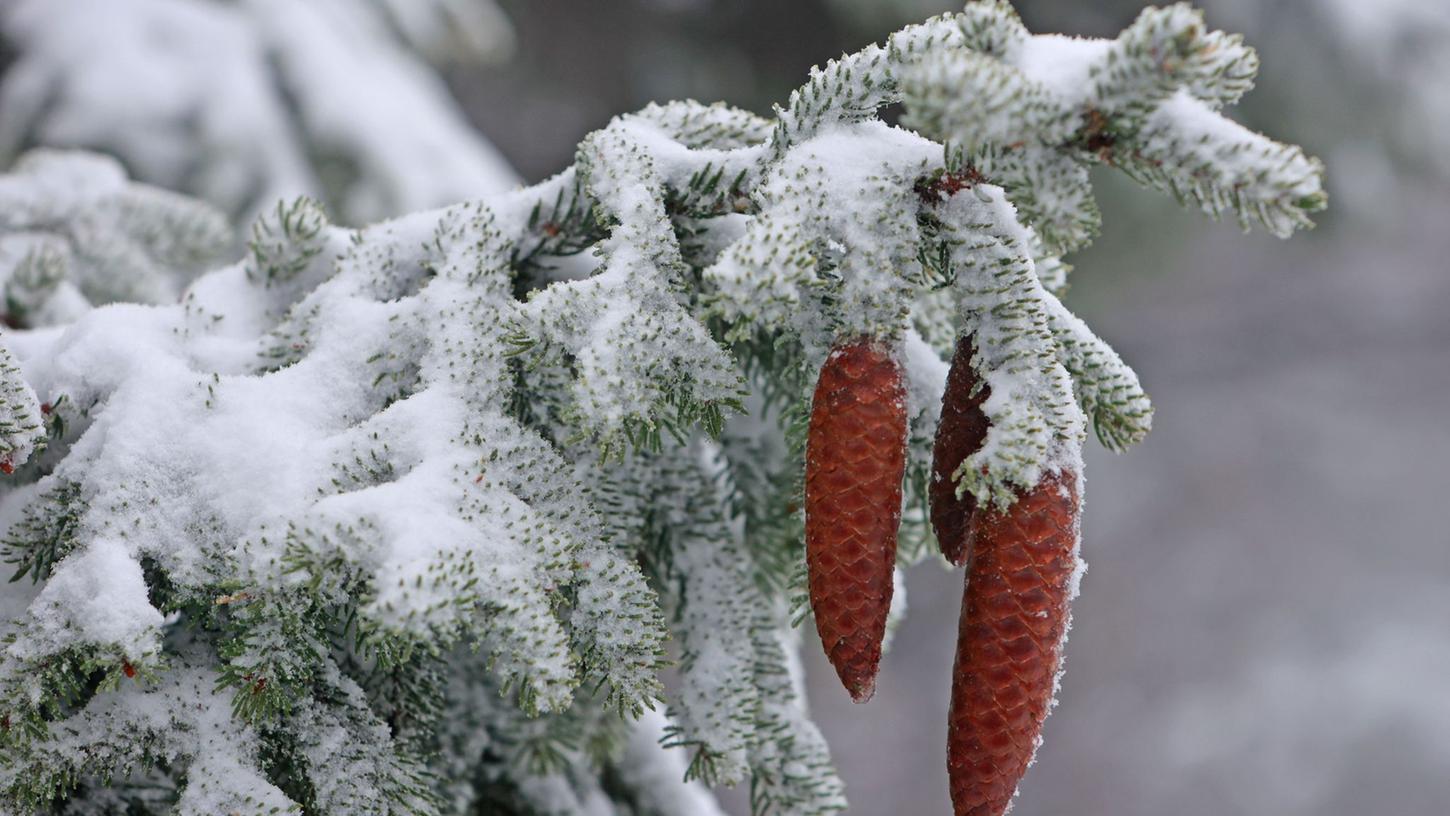 Fichtenzapfen hängen an einer mit Schnee bedeckten Fichte auf dem Brocken. Fichtenzapfen hängen an einer mit Schnee bedeckten Fichte auf dem Brocken.