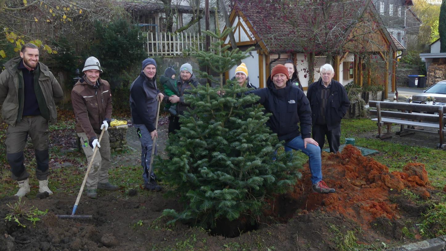 Der Bürgermeister hält das Bäumchen fest: In Engelhardsberg (Markt Wiesenttal) steht jetzt ein neuer Weihnachtsbaum, die alte Fichte wurde gefällt.