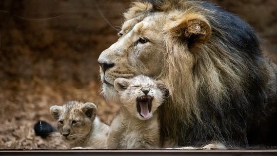 Neuigkeiten vom Nürnberger Tiergarten: Die Löwenbabys sind erstmals bereit für Besuch