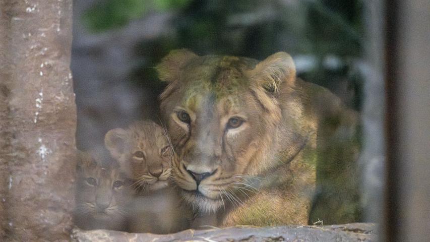 Sind sie nicht süß? Im September kam der Nachwuchs der Löwin Aarany auf die Welt, jetzt erkunden sie nach und nach die Umgebung um sich herum.