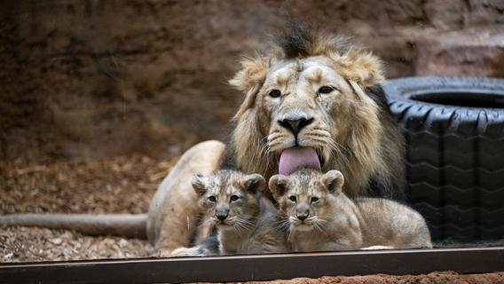 Zuckersüße Bilder in Farbe: Nürnberger Löwenbabys können bald Besuch empfangen