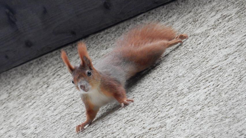 Dieses Eichhörnchen zeigte seine Kletterkünste an der Hauswand unserer Leserfotografin. Mehr Leserfotos finden Sie hier