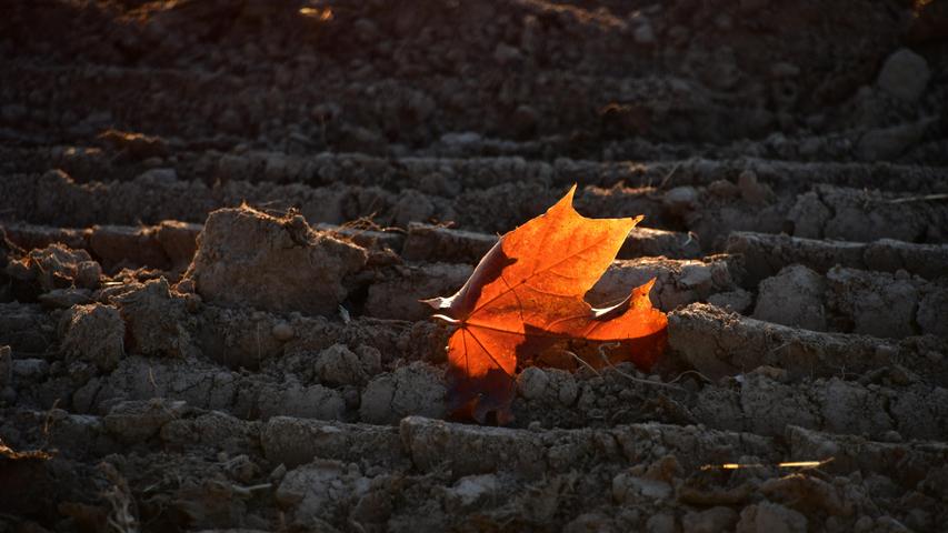 Ein einzelnes Blatt auf einem kahlen Acker sendet einen letzten leuchtenden Herbstgruß.  Mehr Leserfotos finden Sie hier