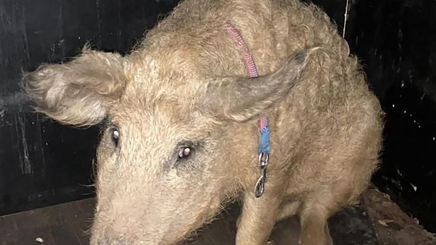 Ein herrenloses Wollschwein hat ein Landwirt in Oberfranken in der Nähe der Autobahn 3 gefunden - doch das war nicht der einzige skurrile Einsatz der Polizei im vergangenen Monat. 