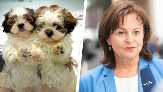 Kampf für Welpen-Wohl: Europa-Abgeordnete Mortler aus Lauf fordert besseren Schutz von Haustieren