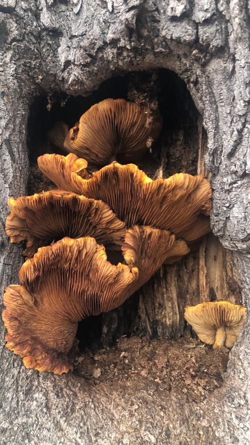 Eine Gruppe von Pilzen hat es sich in der Höhlung eines Baumes gemütlich gemacht. Mehr Leserfotos finden Sie hier