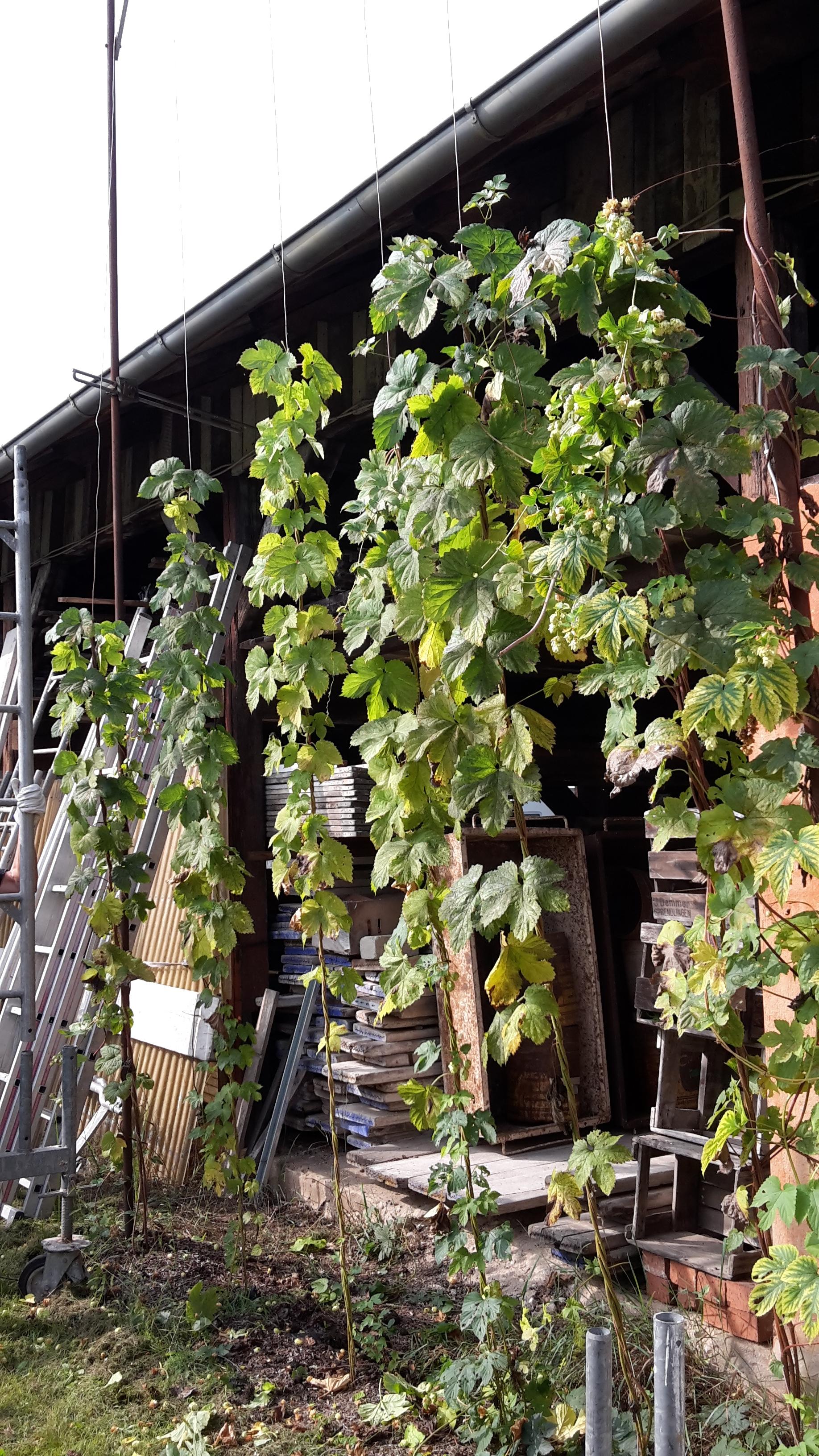 Mittlerweile verfügt Josef Koblischek auch über seinen eigenen Hopfen, den er auf seiner "Ränch" anbaut.