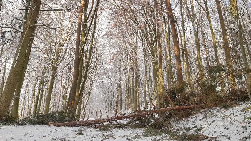 Weg vom Wald: Es droht Lebensgefahr durch Schneebruch Weg vom Wald: Es droht Lebensgefahr durch Schneebruch