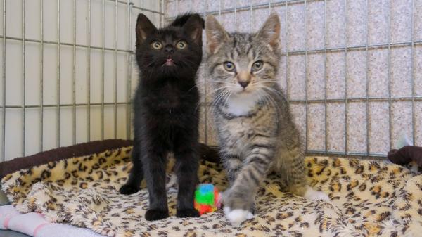 Diese Frage stellt sich auch bei dem Katzenpärchen. Die Kätzchen sind etwa acht bis Wochen alt und eigentlich haben so kleine Kätzchen überhaupt nichts alleine draußen verloren, da sie in diesem Alter noch überhaupt kein Gefahrenbewusstsein haben. Am 14. November lief das getigerte Katerchen in Pyrbaum-Seligenporten in der Schwarzacher Straße zu, es saß dort vor der Haustür. Einen Tag später traf auch das schwarze Kätzchen dort ein, es lief von der Hauptstraße aus direkt an die Tür des Hauses, vor der auch das andere Kätzchen gefunden wurde. Dass die beiden Geschwister sind, steht außer Frage, denn als sich beide im Tierheim wiedersahen, war bei jedem der Kätzchen förmlich die Erleichterung zu spüren, nun nicht alleine zu sein, sondern das vertraute Geschwisterchen bei sich zu haben. Die beiden Kätzchen sind zutraulich, das heißt, sie haben schon in einer Familie gelebt. Allerdings werden sie dort ganz offenkundig nicht vermisst, denn im Tierheim Neumarkt ist bislang noch keine Vermisstenmeldung eingegangen. Wo werden diese beiden Katzenkinder vermisst? Das Tierheim Neumarkt hat aus organisatorischen Gründen keine offiziellen Öffnungszeiten. Für Besuch, Beratung und Tiervermittlung vereinbaren Sie bitte vorher einen Termin. Die Tierpflegerinnen können sich dann uneingeschränkt Ihrem Anliegen widmen. Auch zum Gassi gehen ist ein vorheriger Anruf sinnvoll. Katzenkuscheln ist täglich zwischen 14.00 und 17.00 Uhr möglich. Das Tierheim ist täglich (außer an Sonn- und Feiertagen) von 13.00 bis 17.00 Uhr unter der Telefonnummer (09181)22862 erreichbar. Hier geht es zur Internet-Seite des Tierheims