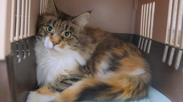 Vielleicht wird ja auch die dreifarbige Katzendame mit den etwas längeren Haaren von ihrer Familie auf dieser Seite entdeckt und wieder aus dem Tierheim Neumarkt abgeholt. Die Katze lief in Lauterhofen-Traunfeld, Im Tal, in einem Garten zu. Sie wurde schon seit Ende Oktober immer wieder dort in der Gegend gesehen und schließlich wurde sie am 20. November ins Tierheim gebracht, da sie offenbar ihr Zuhause nicht mehr findet. Wer kennt diese Katze oder weiß, wem sie gehört? Das Tierheim Neumarkt hat aus organisatorischen Gründen keine offiziellen Öffnungszeiten. Für Besuch, Beratung und Tiervermittlung vereinbaren Sie bitte vorher einen Termin. Die Tierpflegerinnen können sich dann uneingeschränkt Ihrem Anliegen widmen. Auch zum Gassi gehen ist ein vorheriger Anruf sinnvoll. Katzenkuscheln ist täglich zwischen 14.00 und 17.00 Uhr möglich. Das Tierheim ist täglich (außer an Sonn- und Feiertagen) von 13.00 bis 17.00 Uhr unter der Telefonnummer (09181)22862 erreichbar. Hier geht es zur Internet-Seite des Tierheims