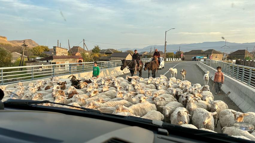 Vorfahrt für Schafe