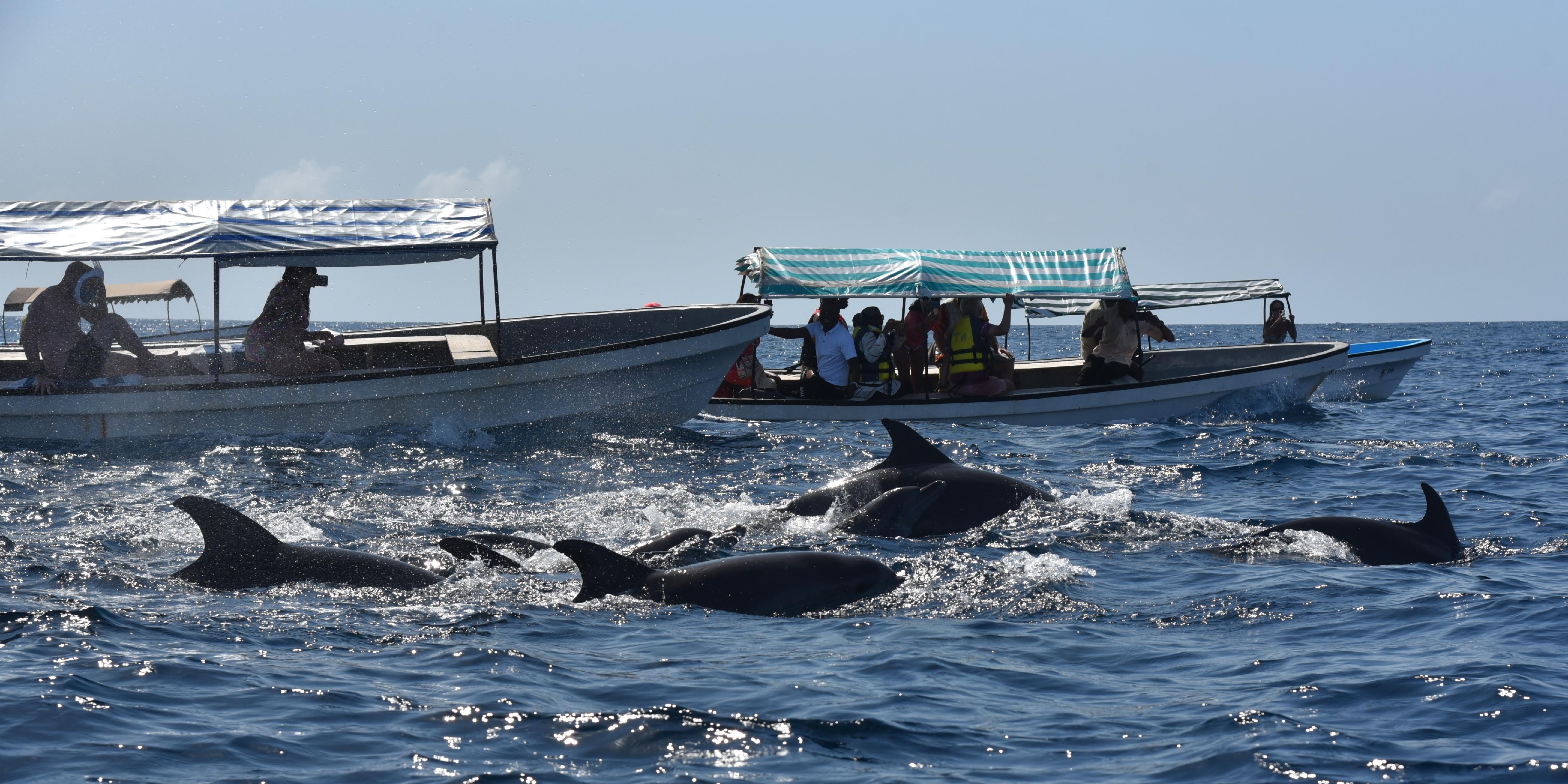 Delfine schwimmen direkt neben unserem Boot, wer möchte, darf sie mit Taucherbrille und Schnorchel aus dem Wasser beobachten. Ein unvergessliches Erlebnis! Die ganze Reportage lesen Sie im Reiseartikel auf NN.de.