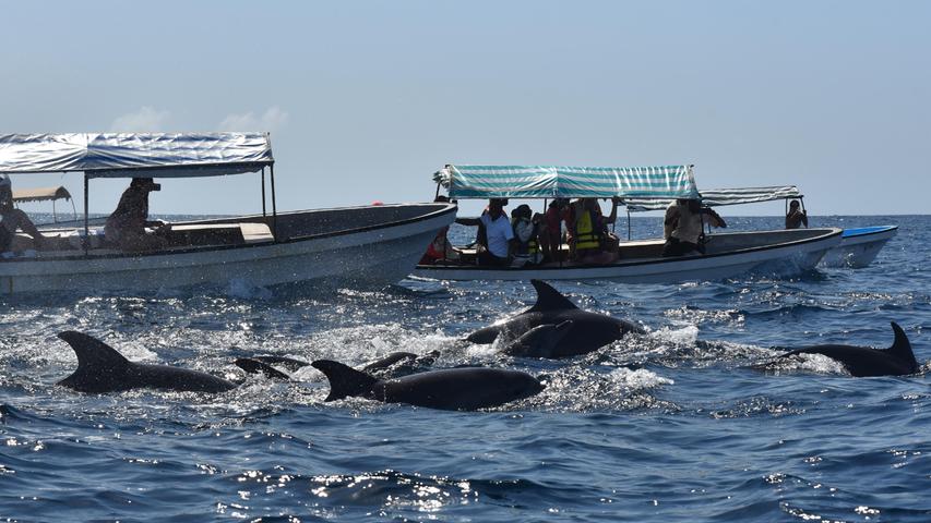 Delfine schwimmen direkt neben unserem Boot, wer möchte, darf sie mit Taucherbrille und Schnorchel aus dem Wasser beobachten. Ein unvergessliches Erlebnis! Die ganze Reportage lesen Sie im Reiseartikel auf NN.de.