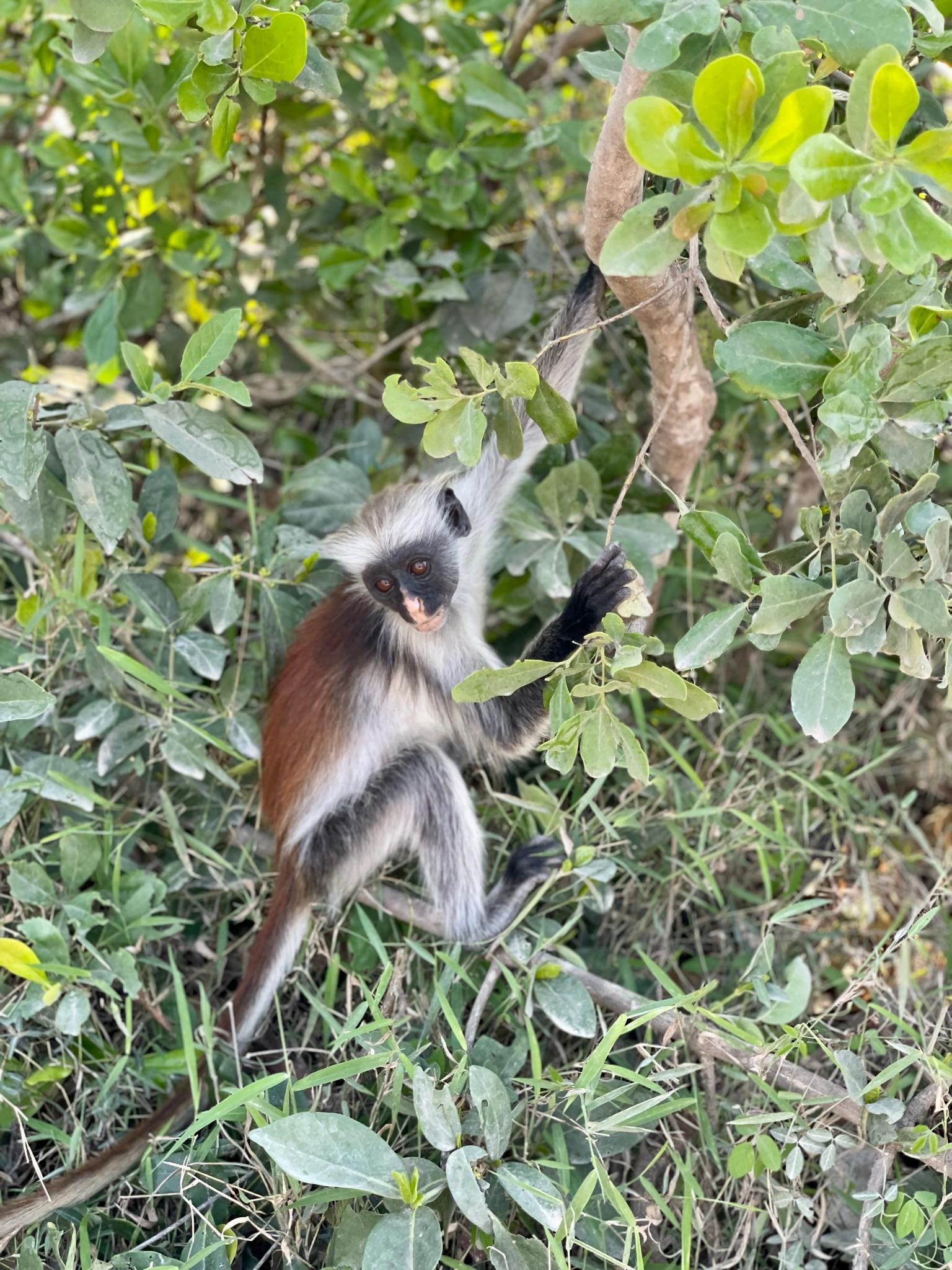 Fröhlich-beschwingt und gar nicht ängstlich turnen die Äffchen um uns herum und bieten tolle Fotomotive.