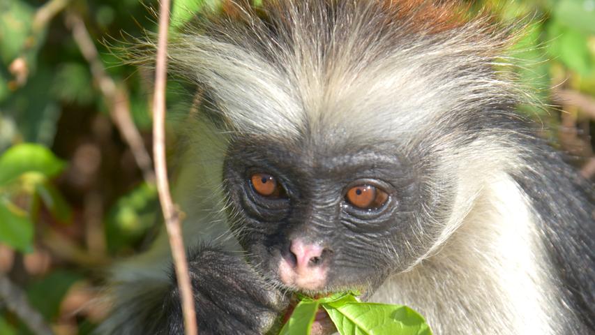 Direkt neben uns lassen sie sich wunderbar beobachten. Die Colobos Affen im Jozani Forest stehen unter Naturschutz.