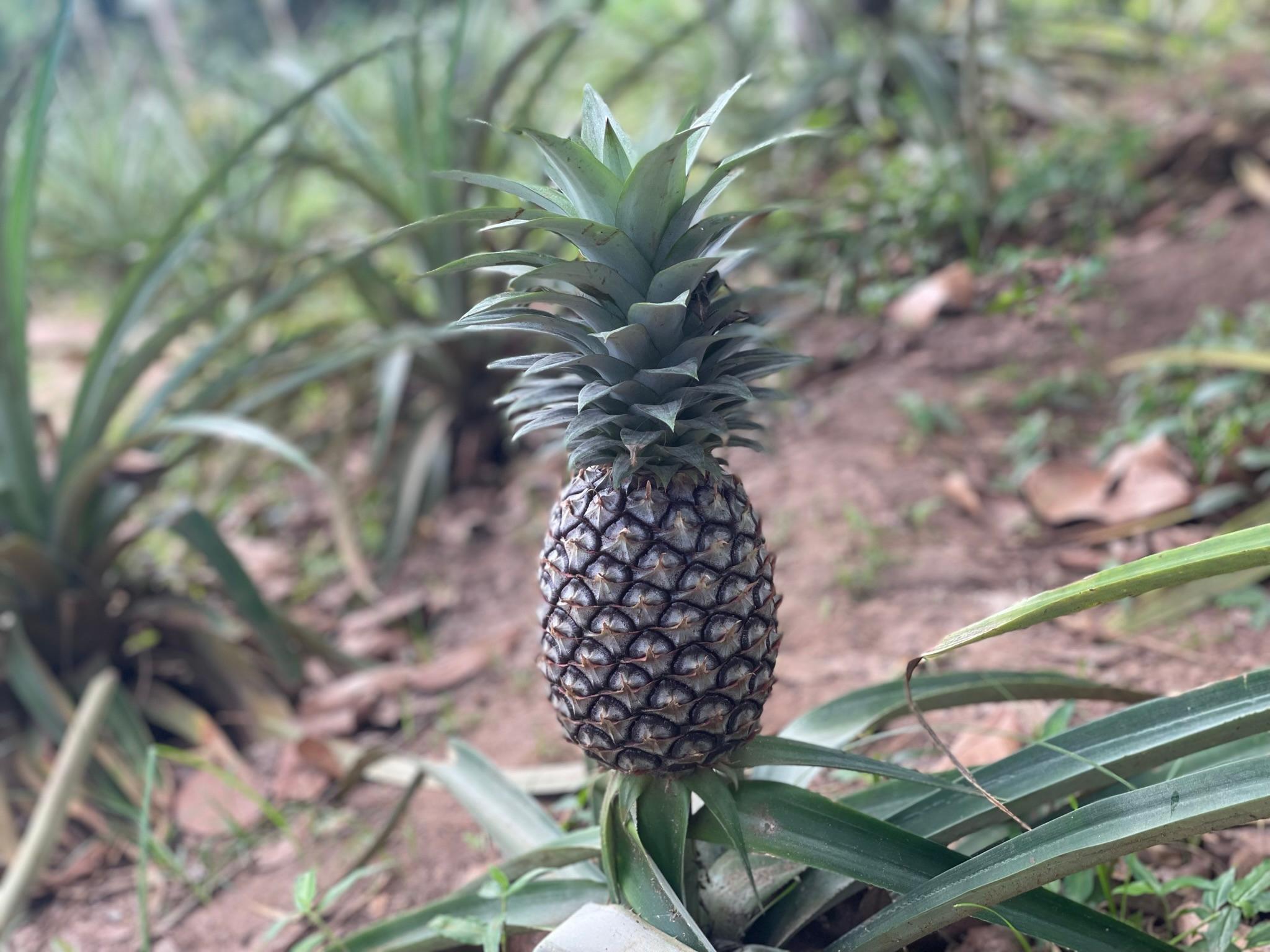 Auf einer Gewürzfarm entdecken wir nicht nur Nelken, Pfeffer oder Vanilleschoten, sondern sehen auch, wie die exotische Frucht Ananas wächst. 