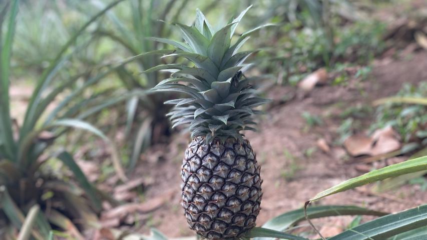 Auf einer Gewürzfarm entdecken wir nicht nur Nelken, Pfeffer oder Vanilleschoten, sondern sehen auch, wie die exotische Frucht Ananas wächst. 