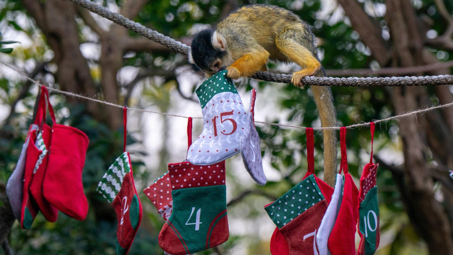 Über einen tollen Adventskalender freut sich jeder - nicht nur kleine Äffchen.