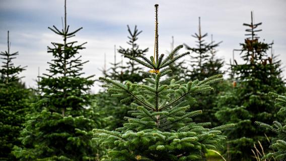 Ärger über Wohnwagen und Sorgen um Weihnachtsbäume in Igensdorf