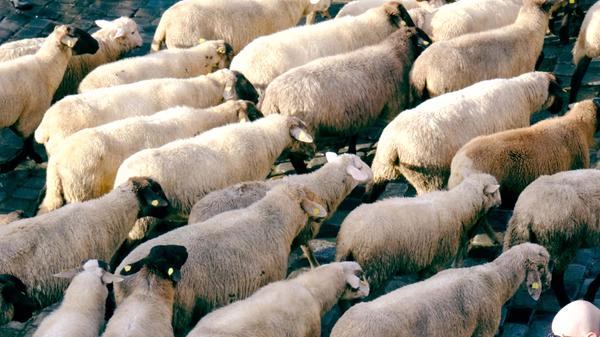 Schafherde zieht wieder über den Hauptmarkt