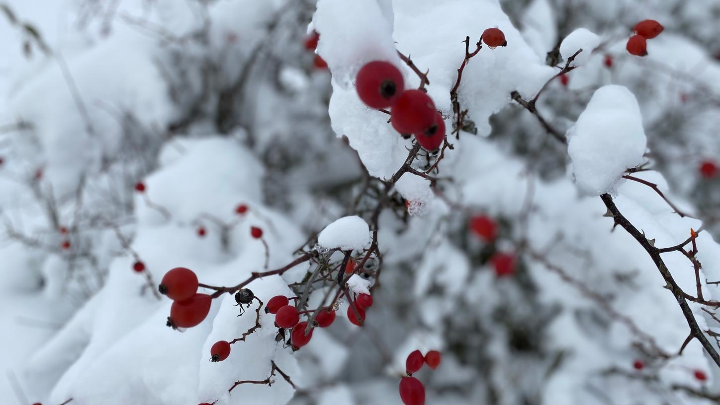 Auch in Egloffstein hat sich eine dicke Schneeschicht niedergelassen - Rote Beeren mt weißer Haube. Auch in Egloffstein hat sich eine dicke Schneeschicht niedergelassen - Rote Beeren mt weißer Haube.