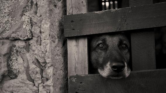 Verstörende Videos: Tierquälerei in bayerischer Hundepension? - Anzeige erstattet