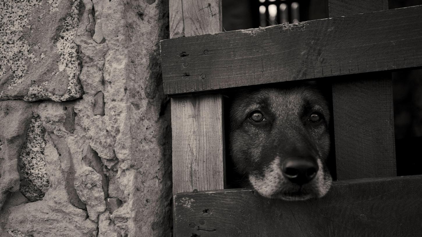 In einer Münchner Hundepension sollen Tiere massiv misshandelt worden sein. (Symbolbild)
