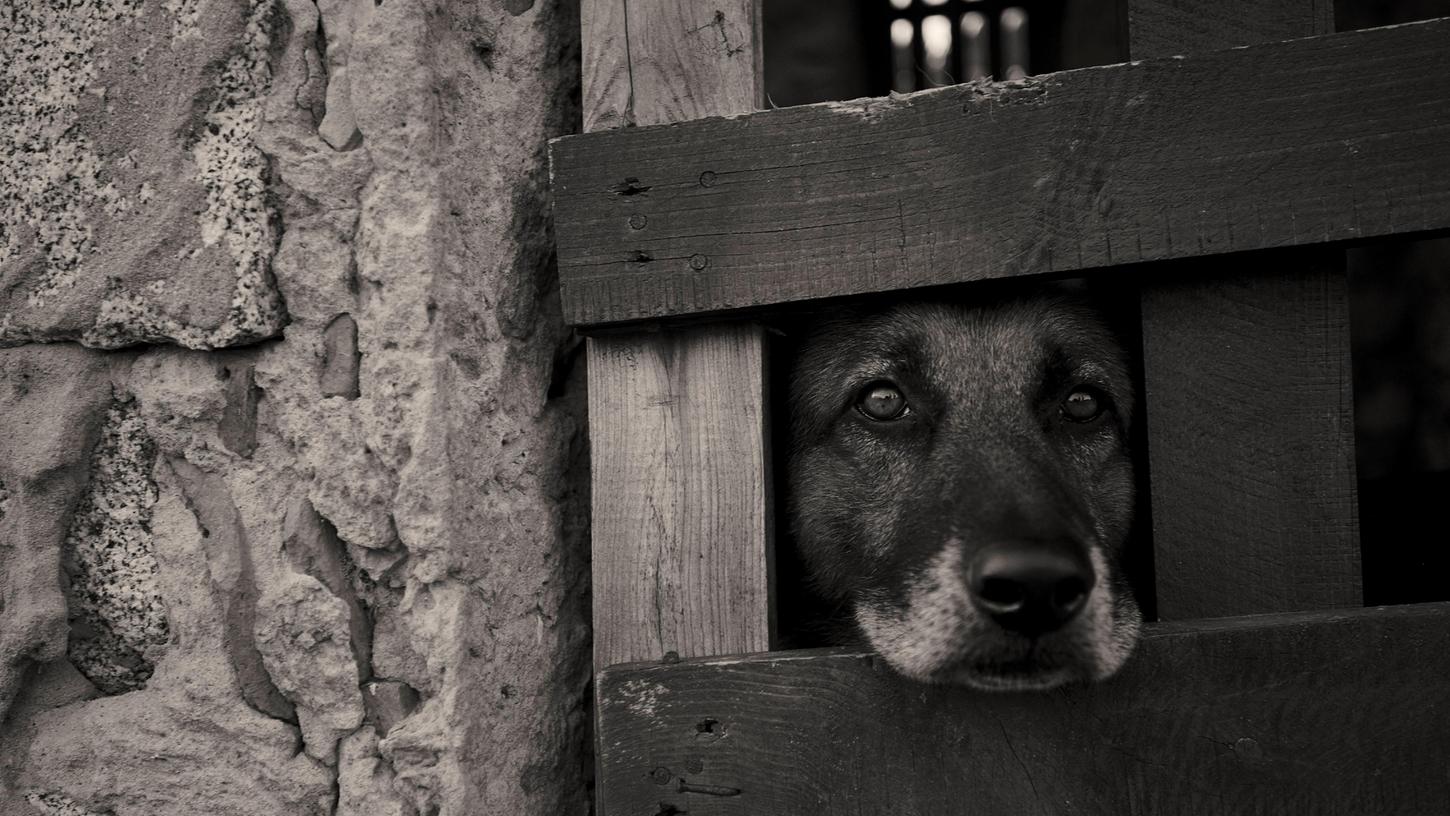 In einer Münchner Hundepension sollen Tiere massiv misshandelt worden sein. (Symbolbild) In einer Münchner Hundepension sollen Tiere massiv misshandelt worden sein. (Symbolbild)