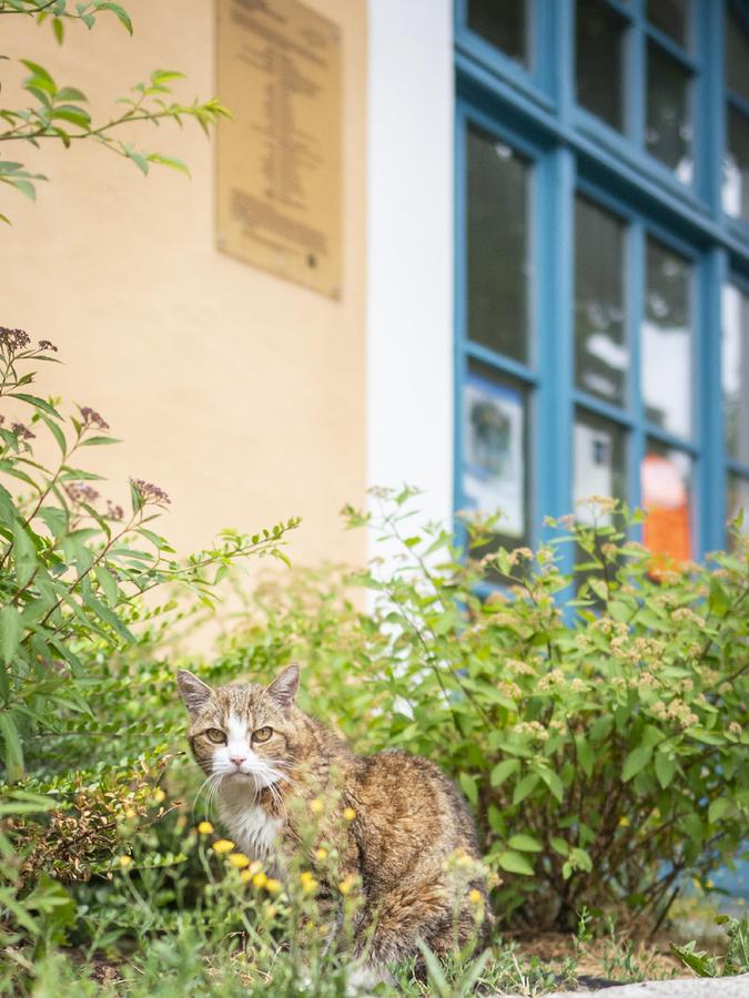 Miezi vor der Stadtbibliothek Miezi vor der Stadtbibliothek