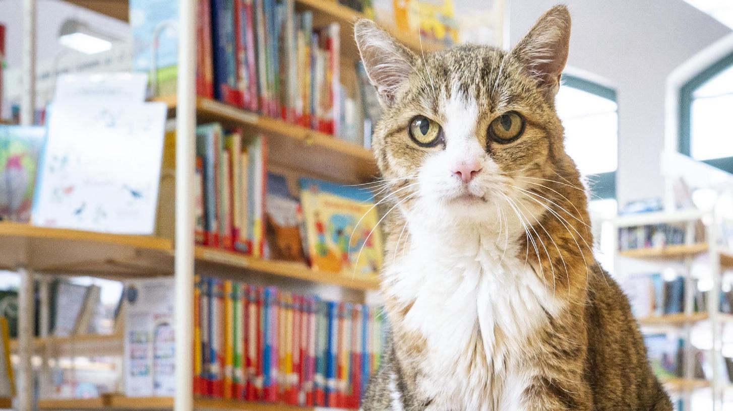 Etwa ein Jahrzehnt war Miezi für viele Besucher der Stadtbibliothek Treuchtlingen ein fester Bezugspunkt. Vor wenigen Tagen starb die Katze. Etwa ein Jahrzehnt war Miezi für viele Besucher der Stadtbibliothek Treuchtlingen ein fester Bezugspunkt. Vor wenigen Tagen starb die Katze.
